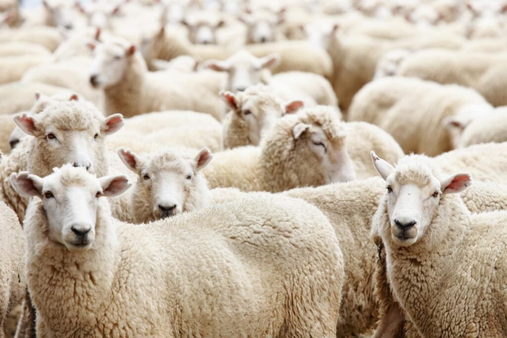 Kambing yang disiapkan untuk pembayaran hadyu dalam ibadah haji.